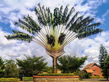 10 TRAVELLER'S PALM TREE Ravenala Madagascariensis Flower Houseplant Seeds